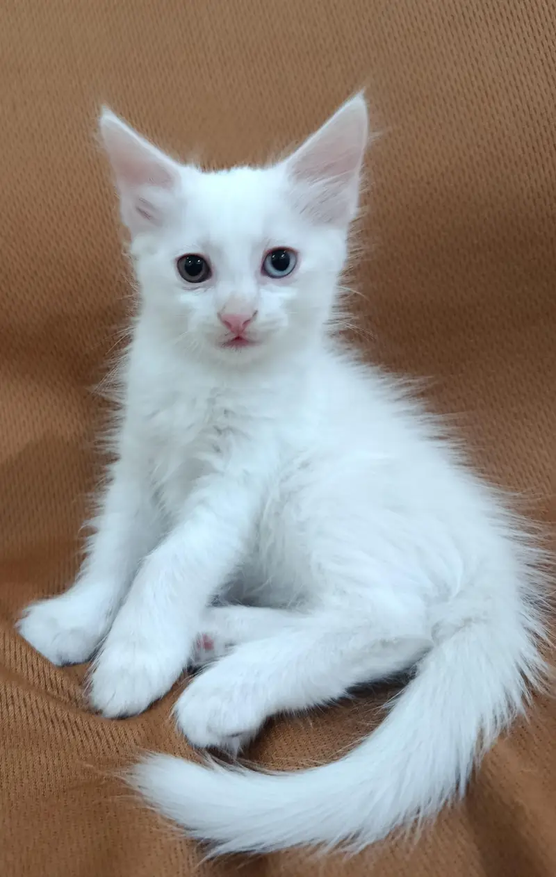 Persian kittens — photo 3
