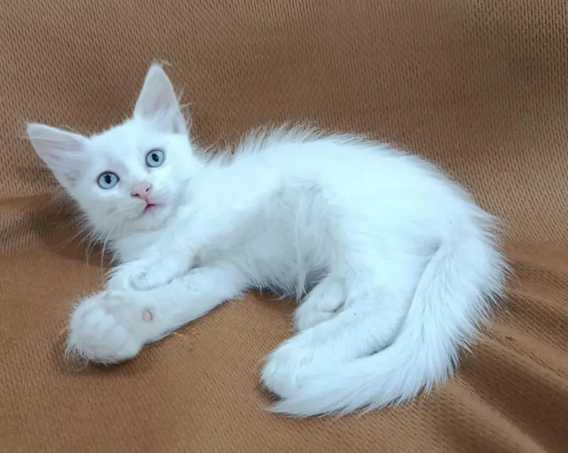 Persian kittens — photo 4