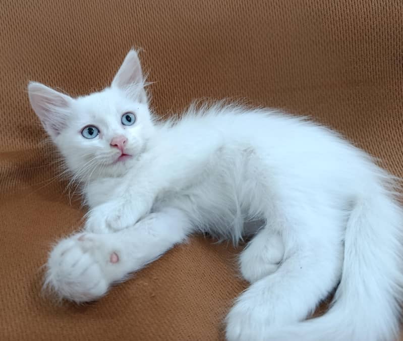 Persian kittens 4