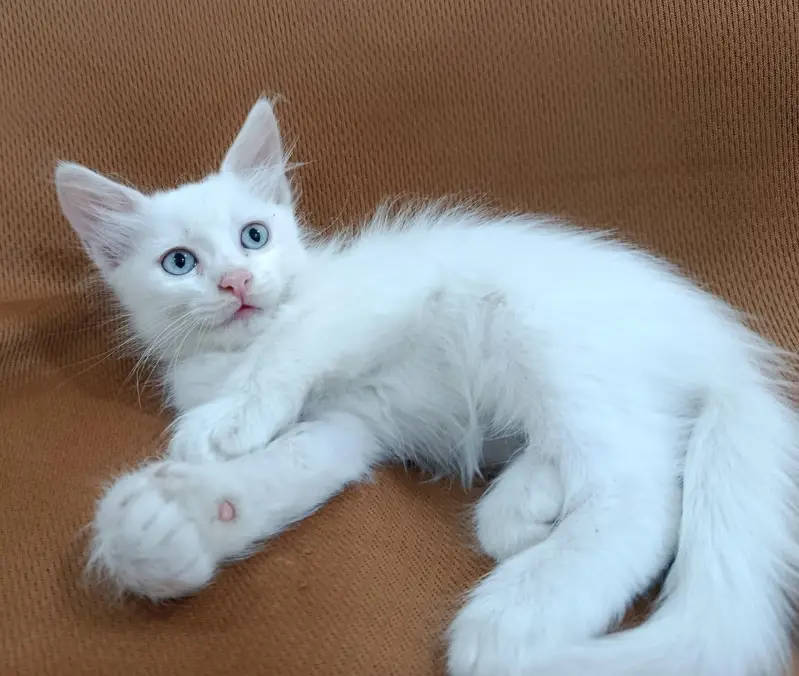 Persian kittens — photo 5