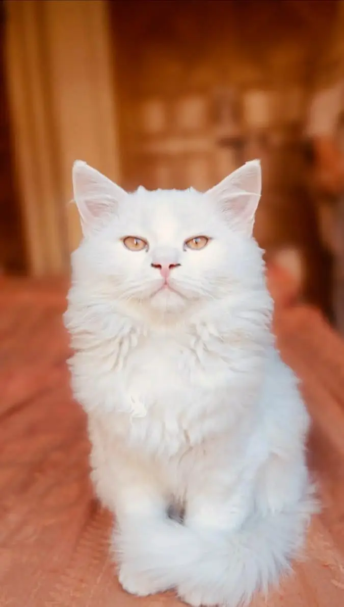 Persian triple coated cats for sale cash on delivery available hy — photo 9