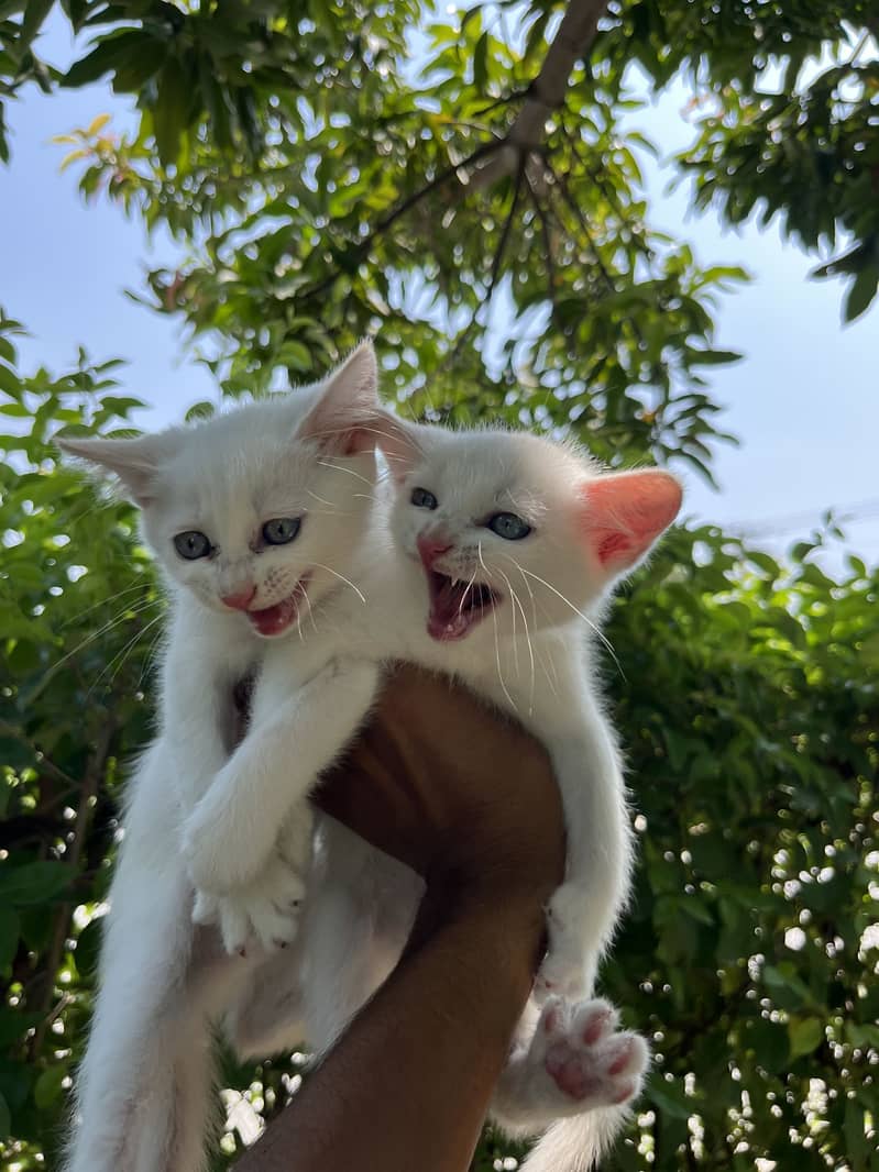 Kittens Available 0