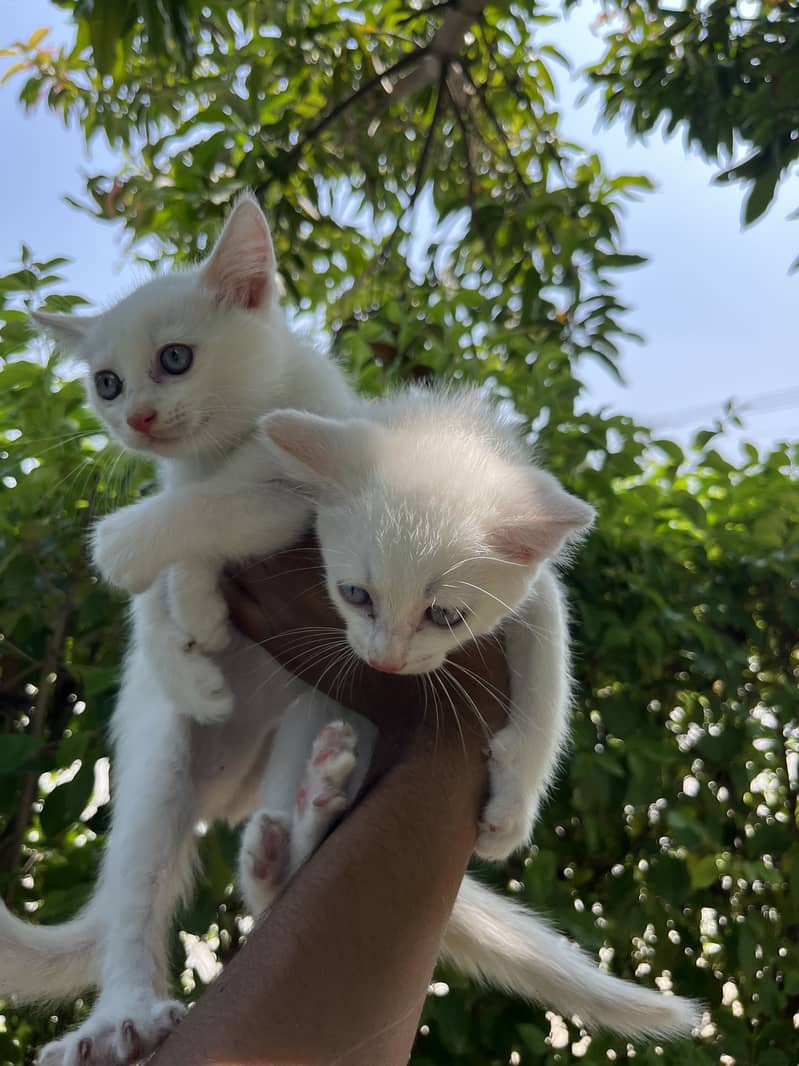 Kittens Available 1