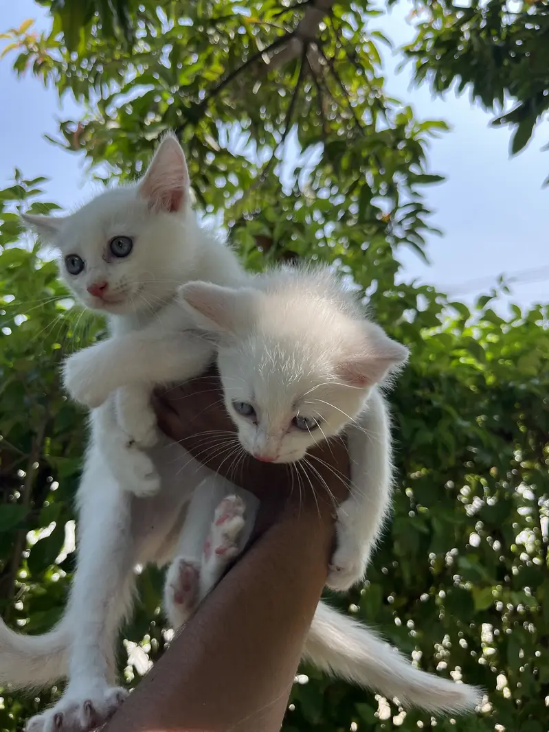 Kittens Available — photo 2
