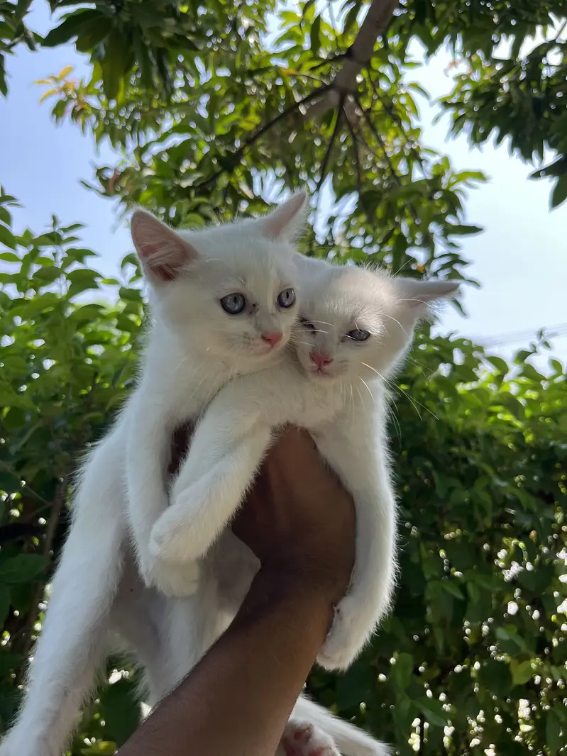 Kittens Available — photo 3