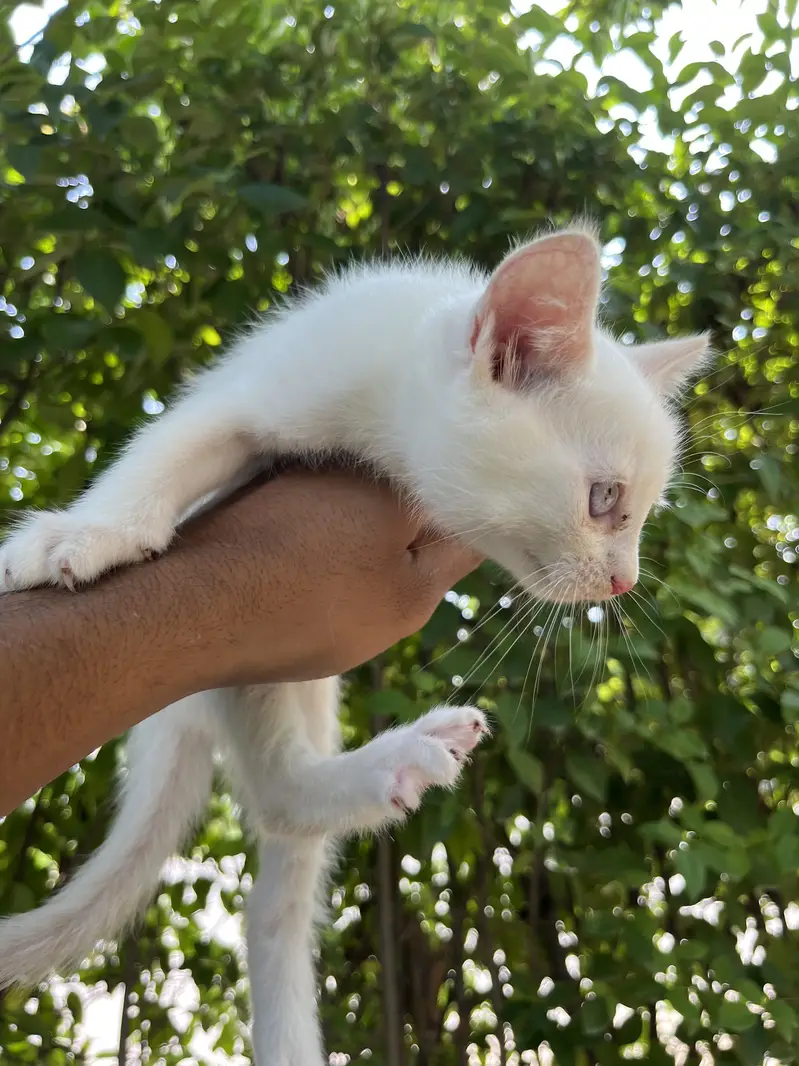 Kittens Available — photo 4