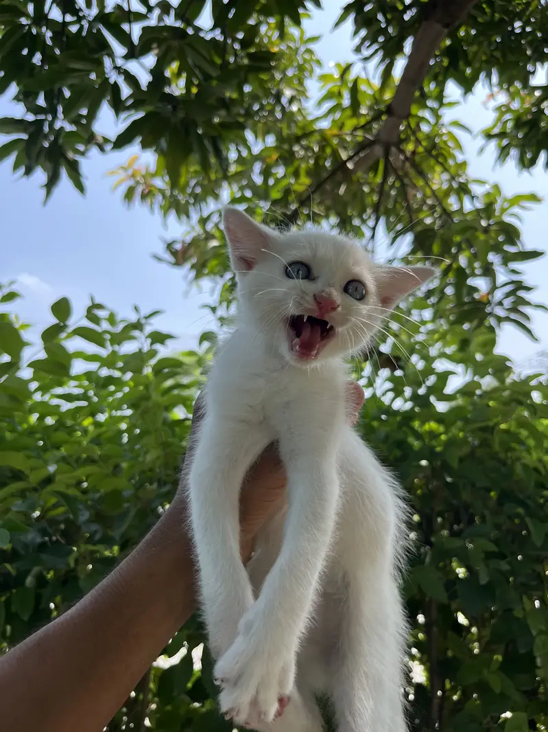 Kittens Available — photo 5