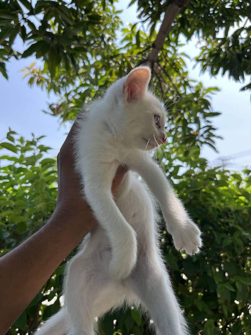 Kittens Available 5