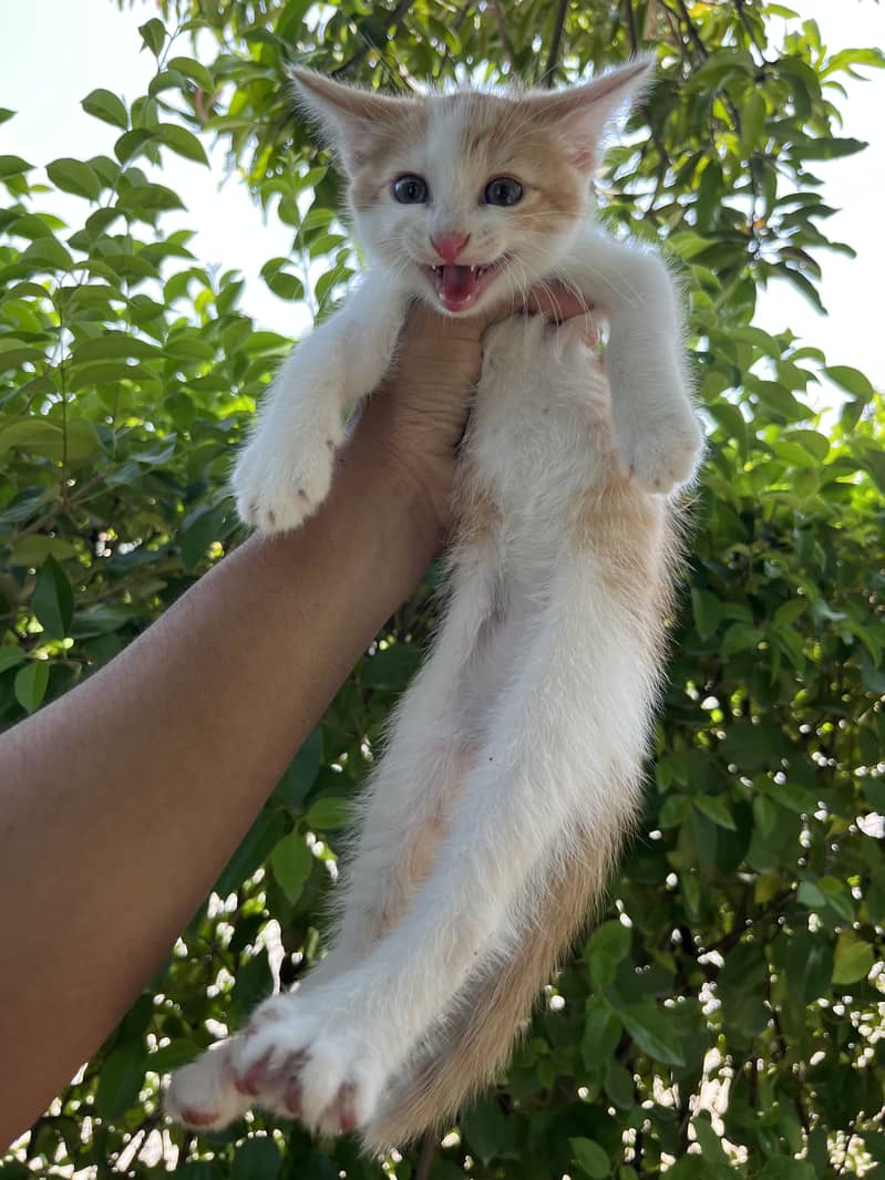 Kittens Available 6
