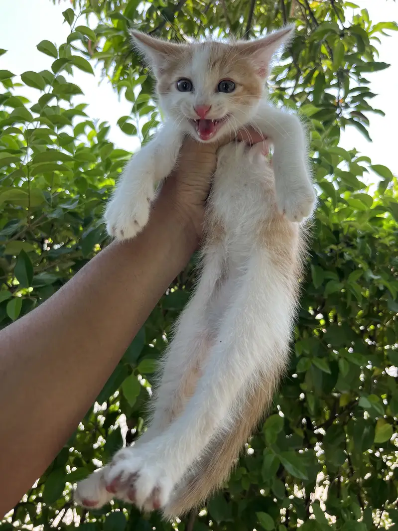 Kittens Available — photo 7