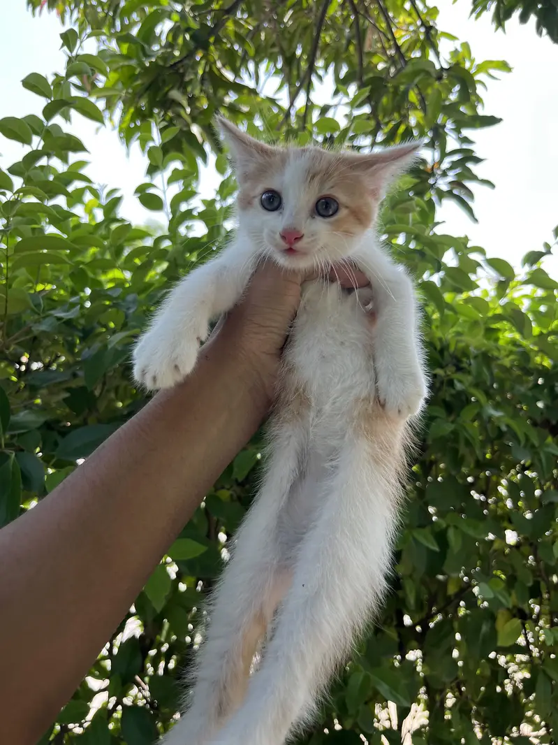 Kittens Available — photo 9