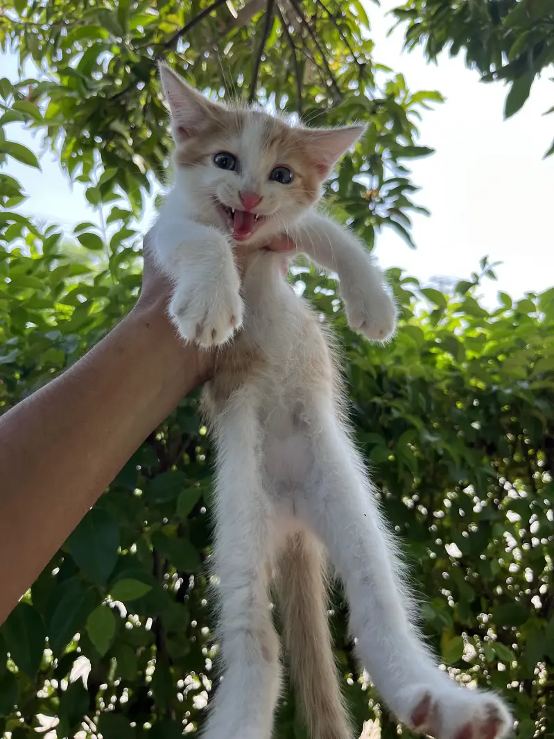 Kittens Available — photo 10