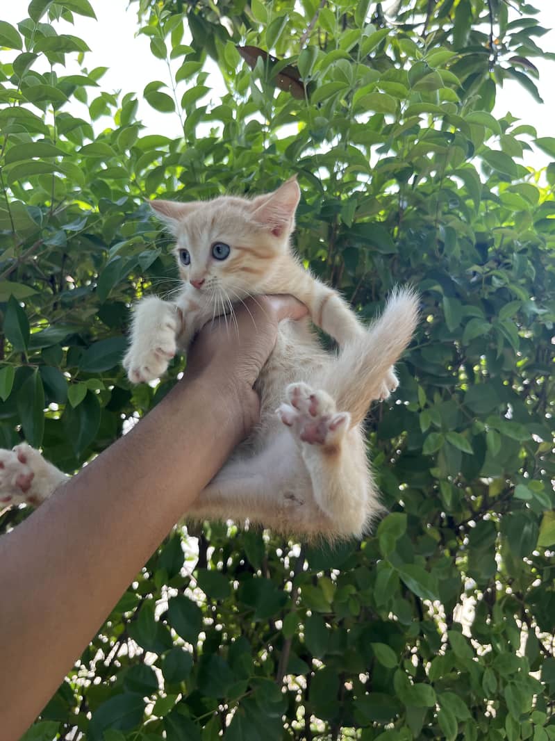 Kittens Available 10