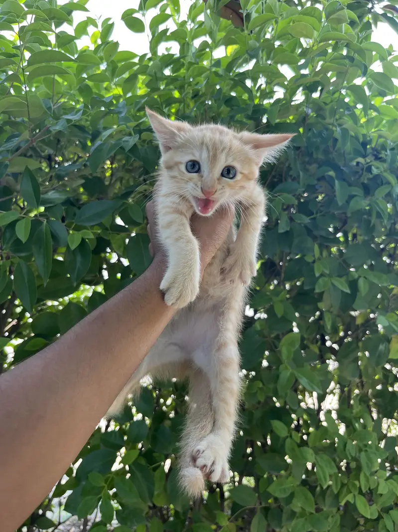Kittens Available — photo 12