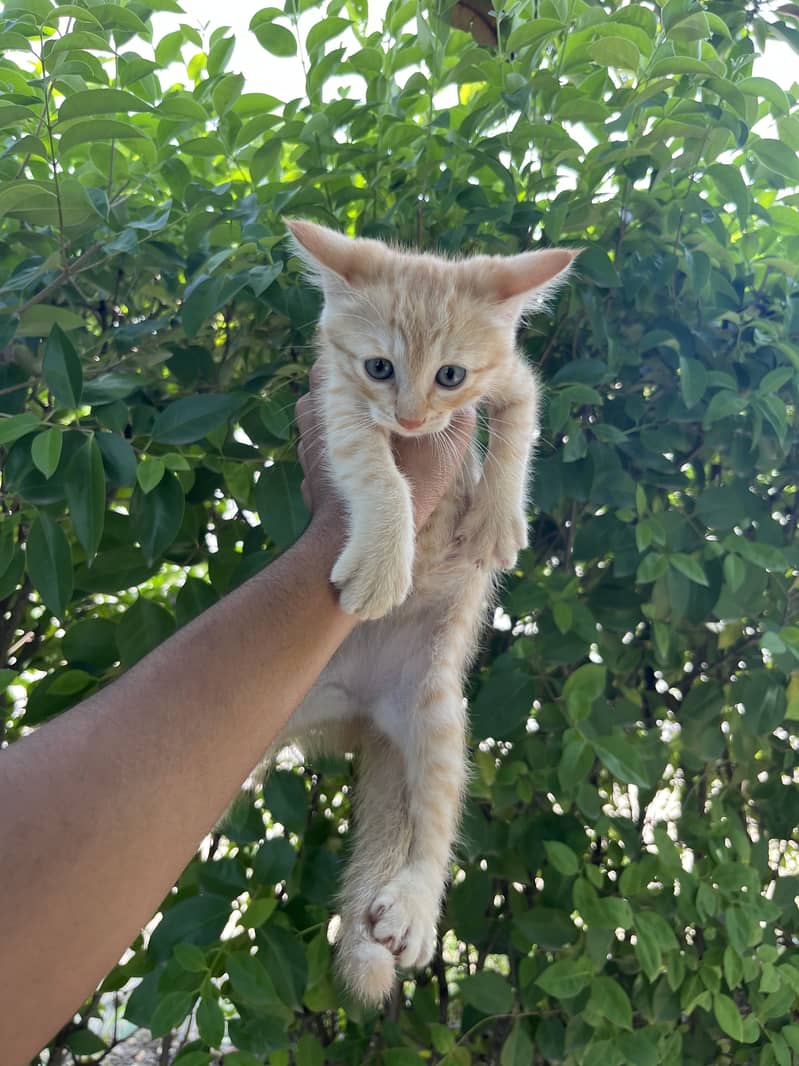 Kittens Available 12