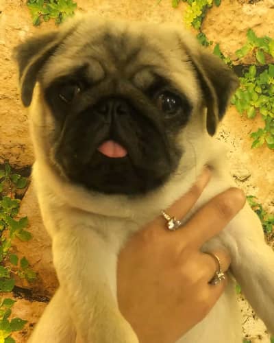 Pug female pup pedigree
