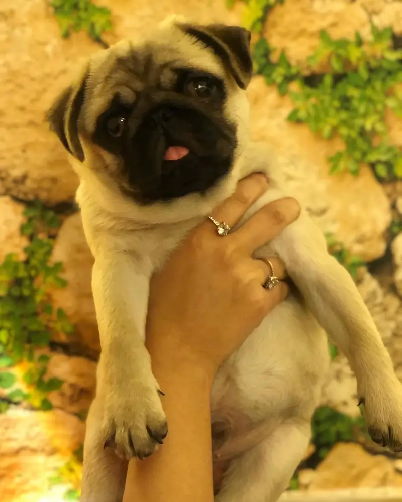 Pug female pup pedigree — photo 2
