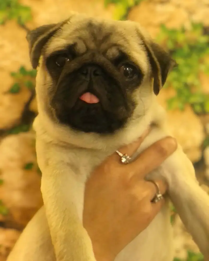 Pug female pup pedigree — photo 3