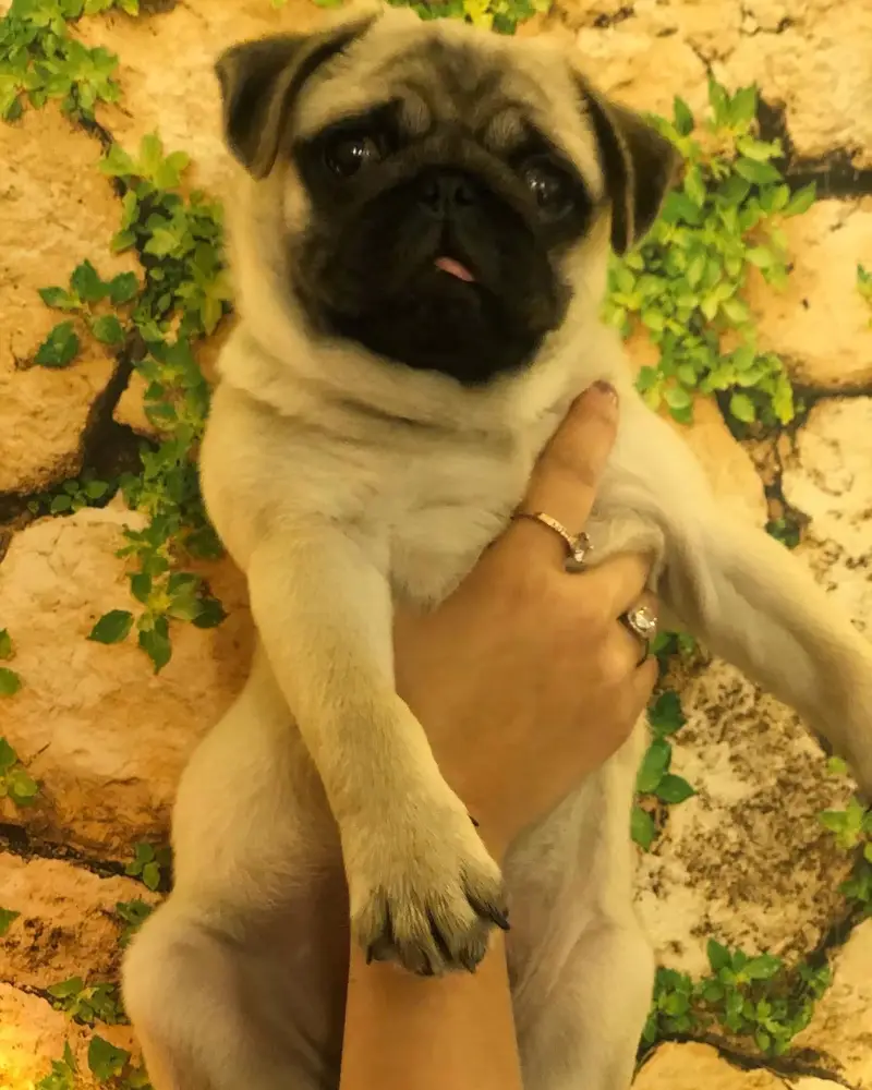 Pug female pup pedigree — photo 4