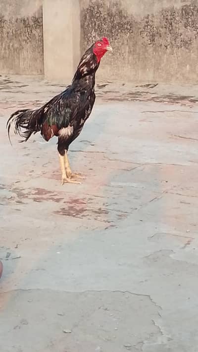 mianwali hens
