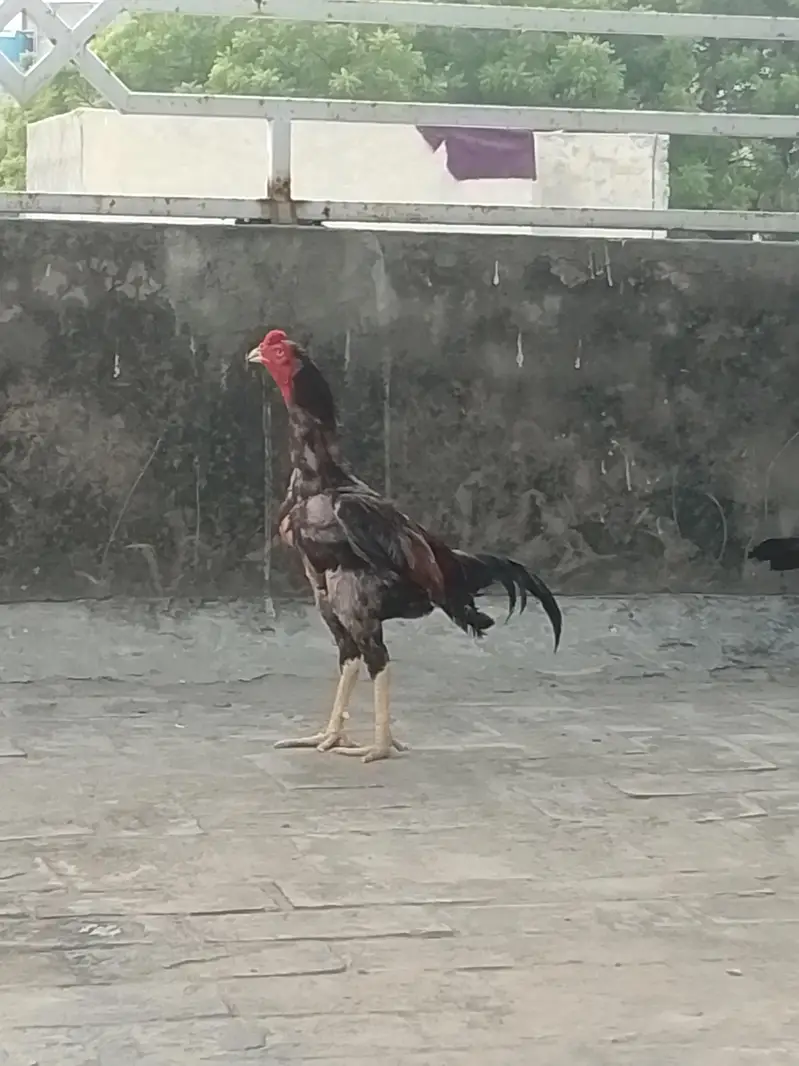 mianwali hens — photo 2