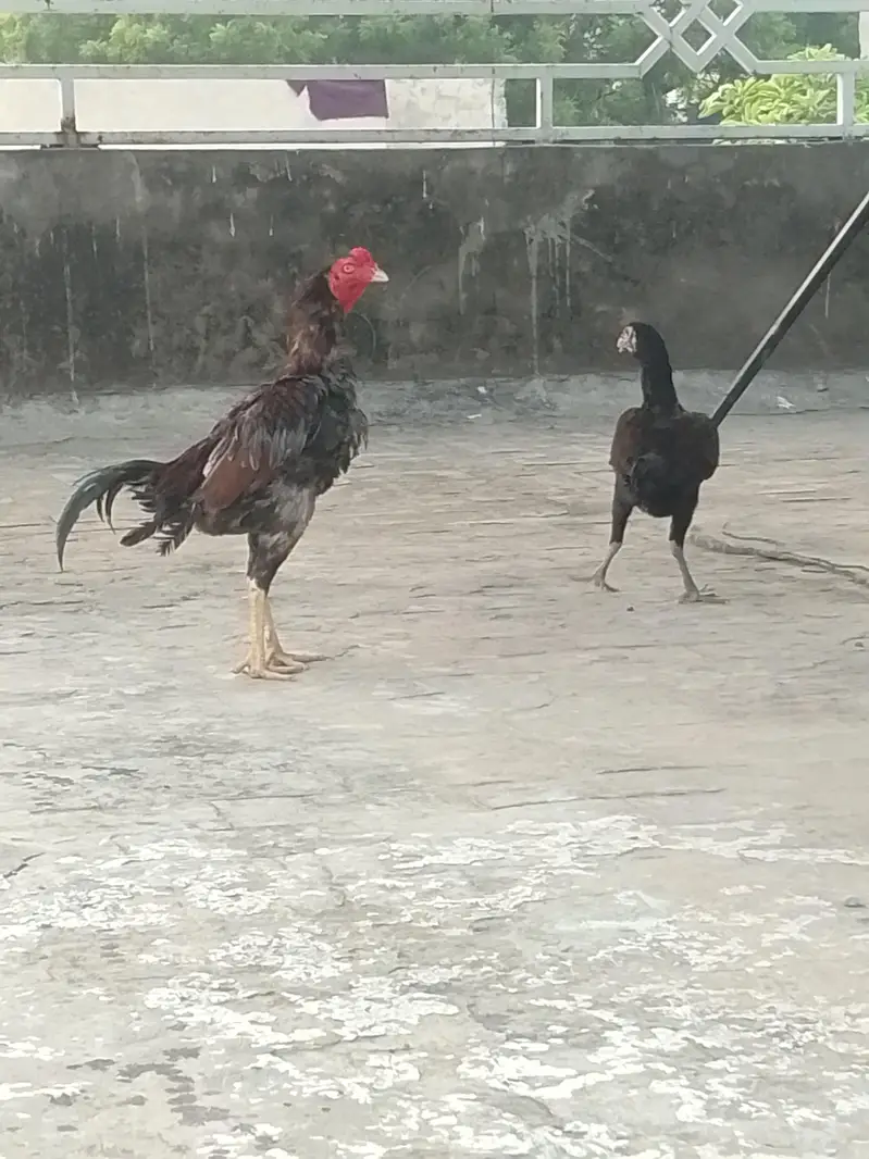 mianwali hens — photo 3