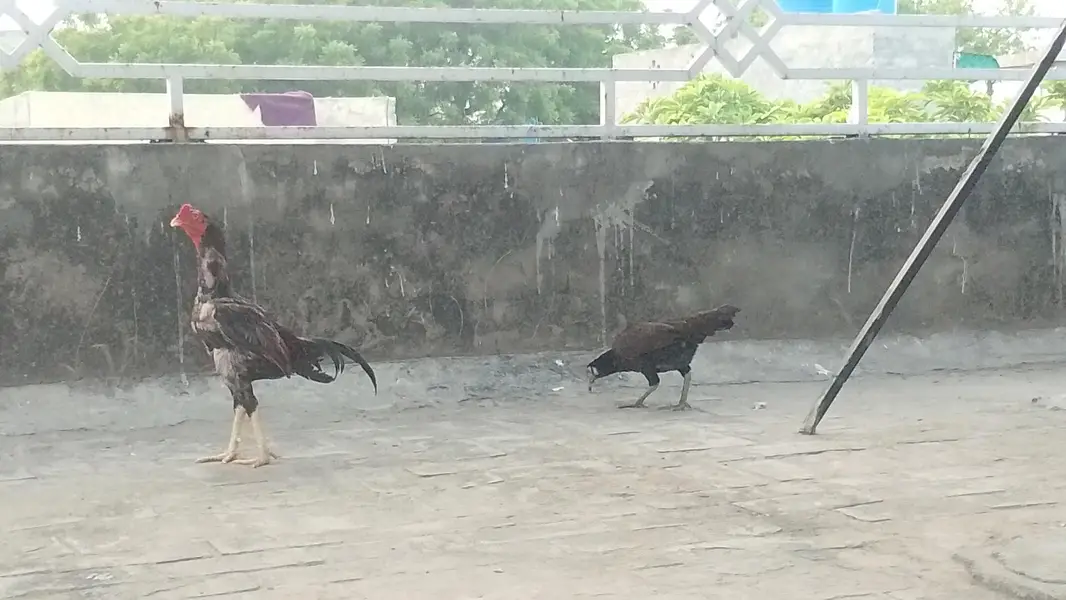 mianwali hens — photo 4