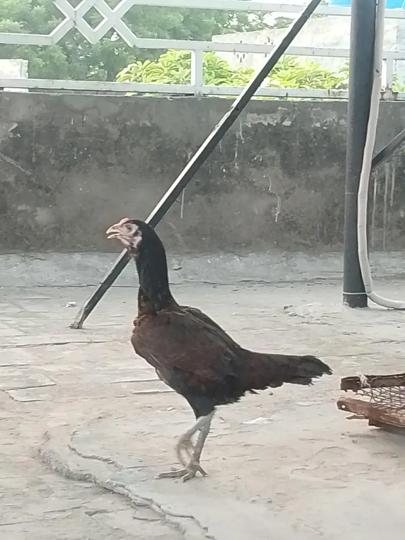 mianwali hens — photo 6