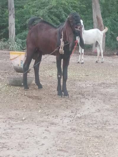 breeder nagra bakra