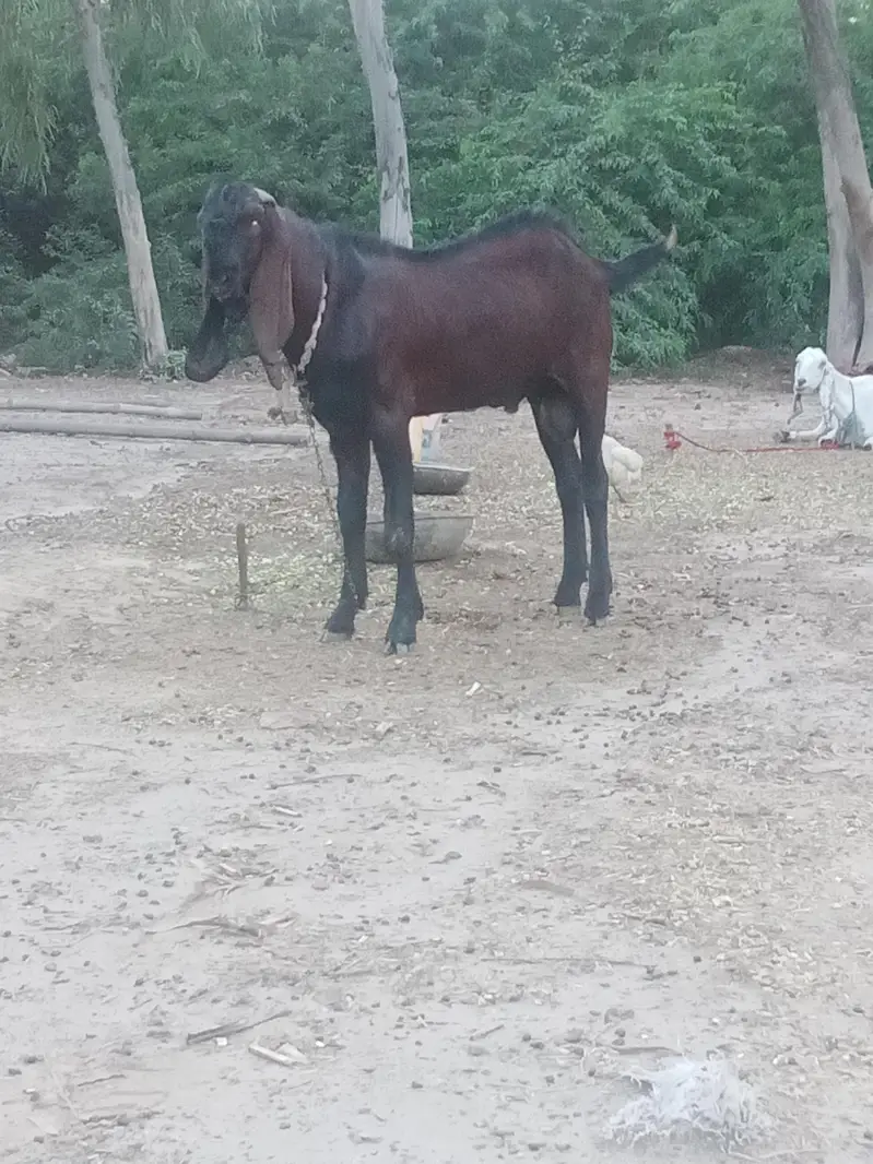 breeder nagra bakra — photo 2