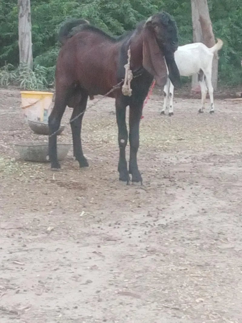breeder nagra bakra — photo 3