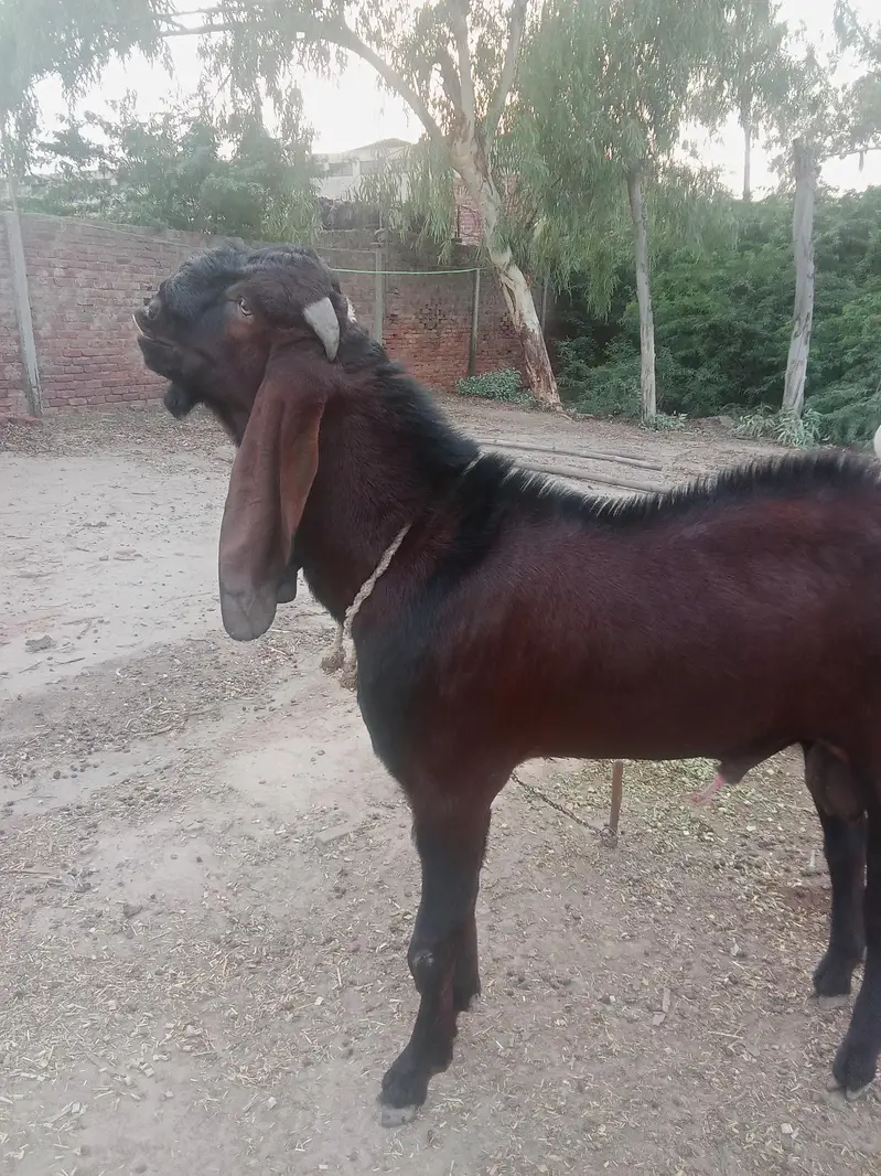 breeder nagra bakra — photo 4