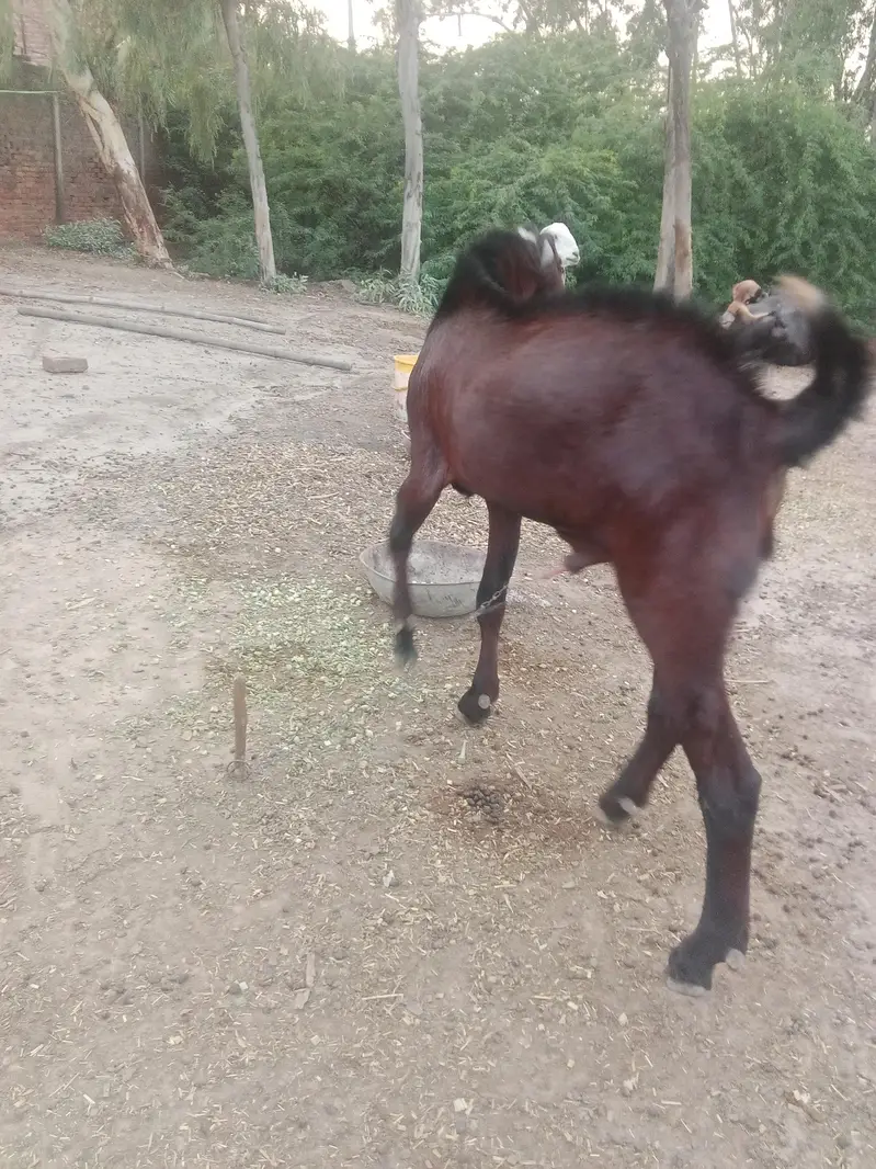 breeder nagra bakra — photo 5
