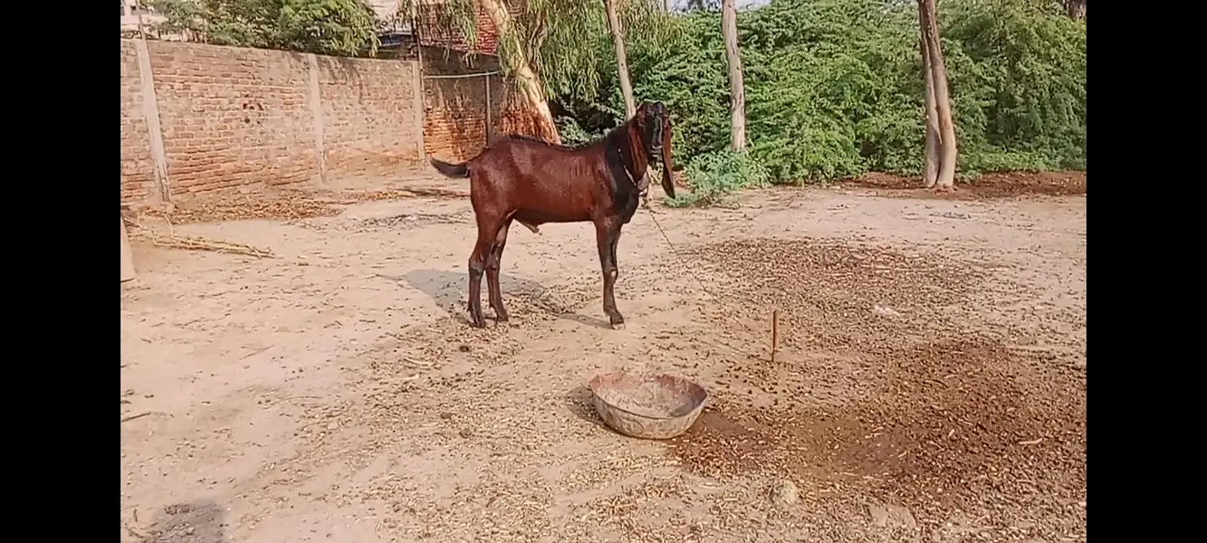 breeder nagra bakra — photo 6
