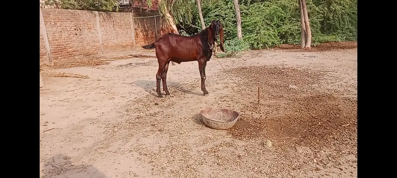 breeder nagra bakra — photo 7