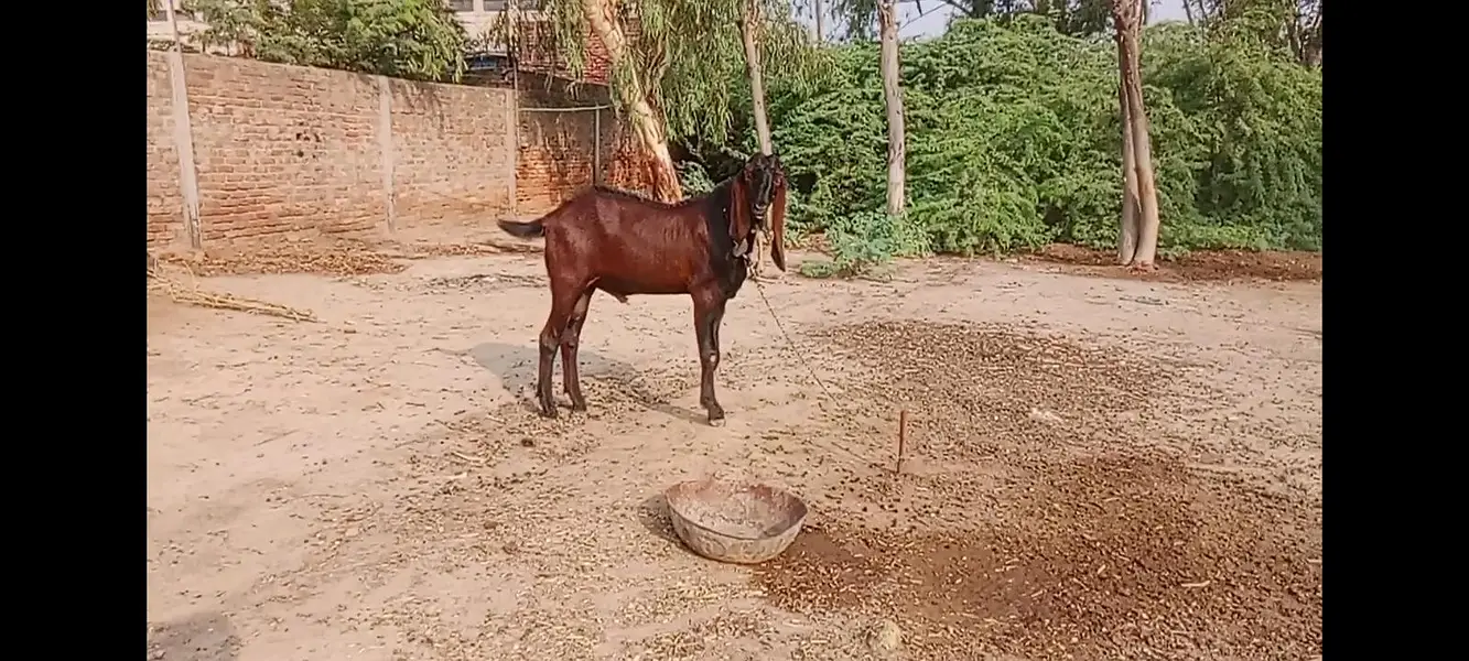 breeder nagra bakra — photo 8