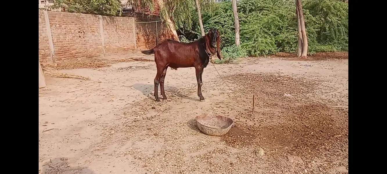 breeder nagra bakra — photo 9