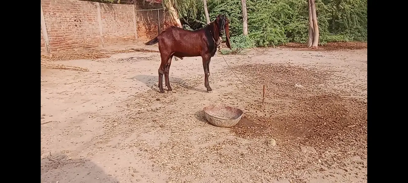 breeder nagra bakra — photo 10