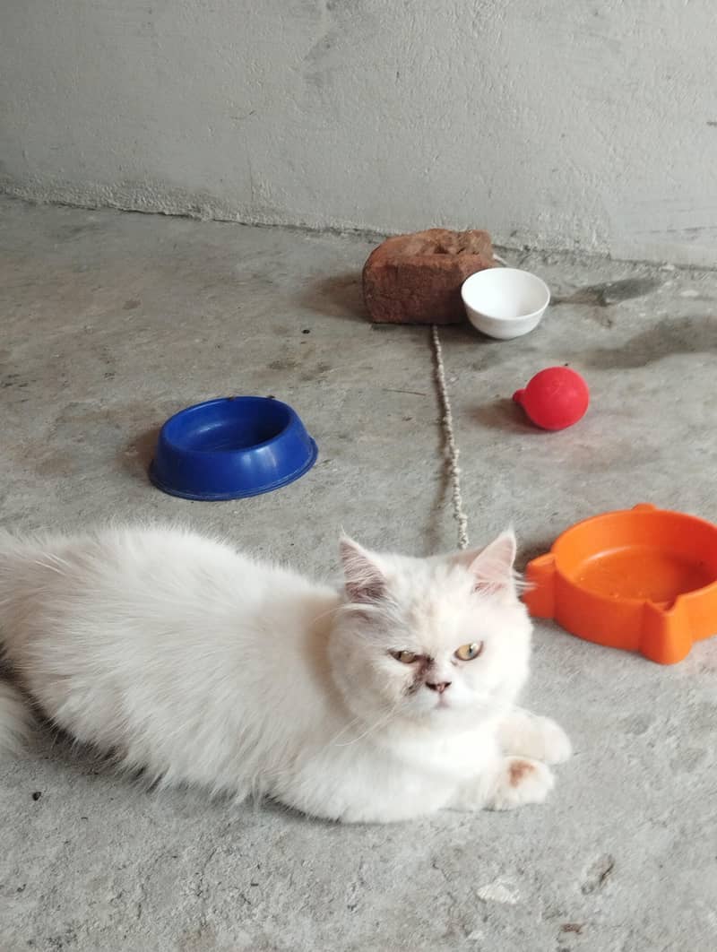 persian 0