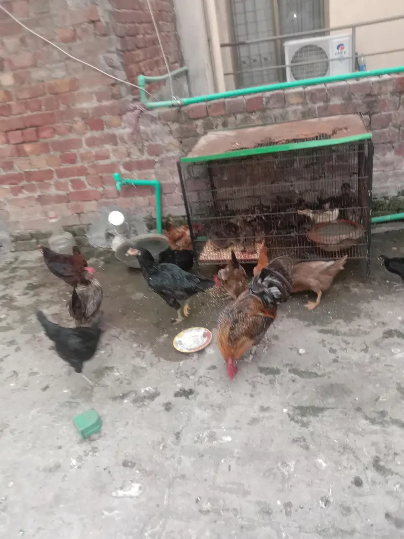14 Duck Chicks – 1 Month Old | Rs. 400 Each