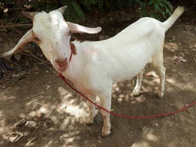 Teddy Beautiful Bakra