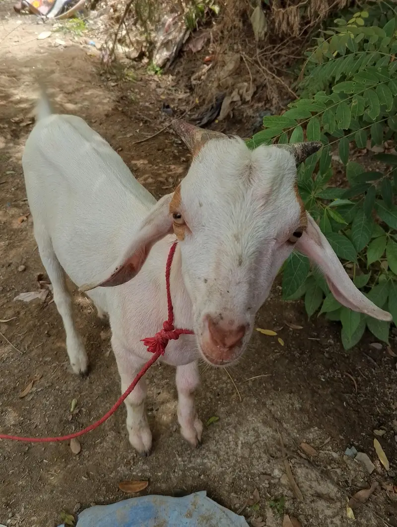 Teddy Beautiful Bakra — photo 2