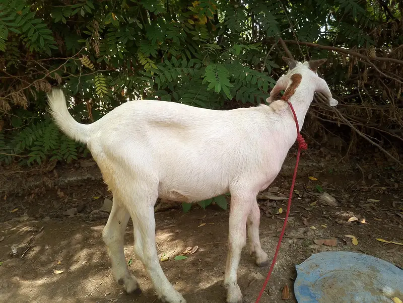 Teddy Beautiful Bakra — photo 3