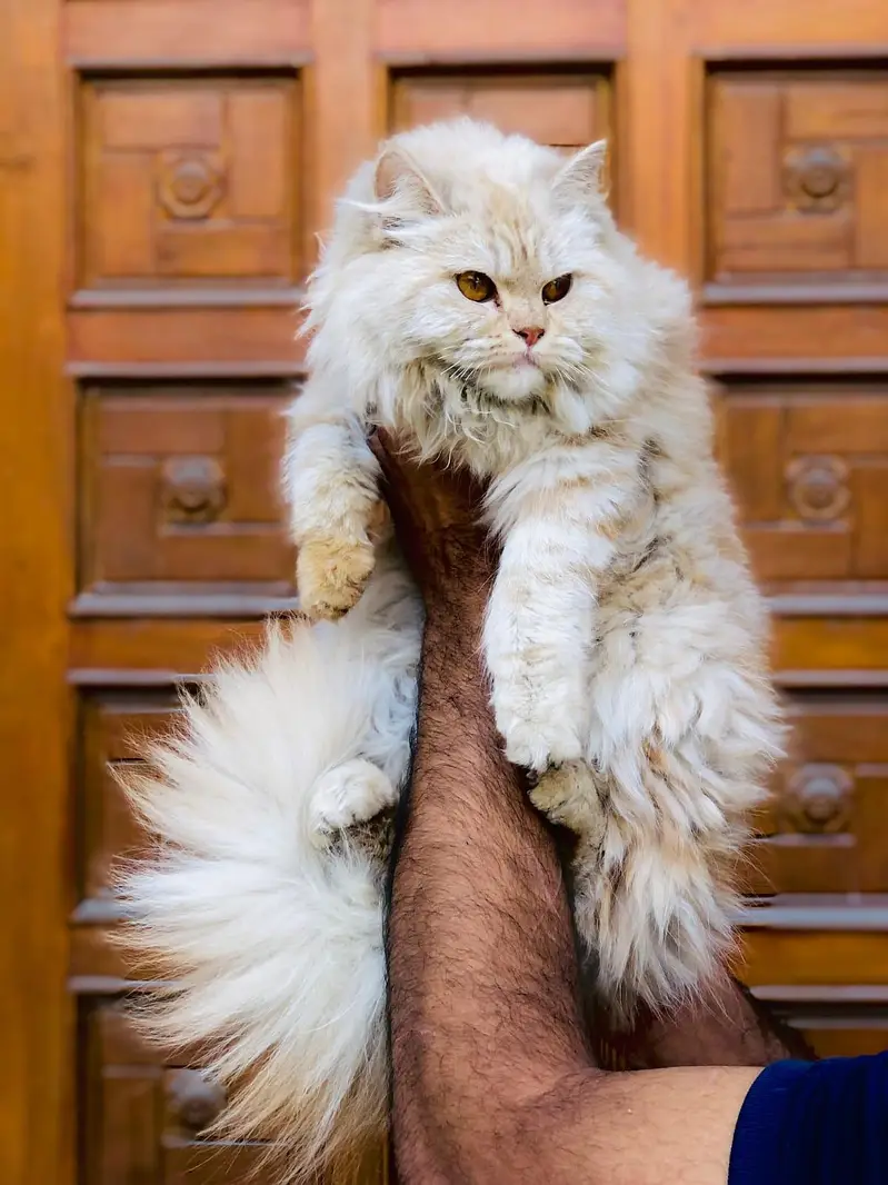 Persian triple coated cats for sale cash on delivery available hy — photo 5