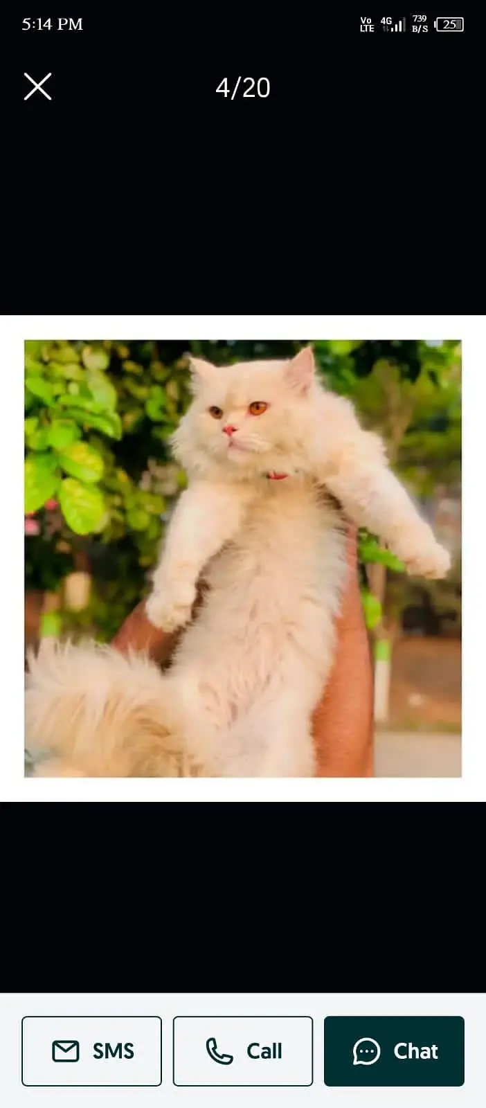 Persian triple coated cats for sale cash on delivery available hy — photo 7