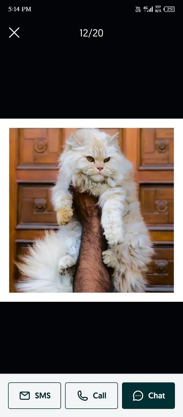 Persian triple coated cats for sale cash on delivery available hy — photo 8