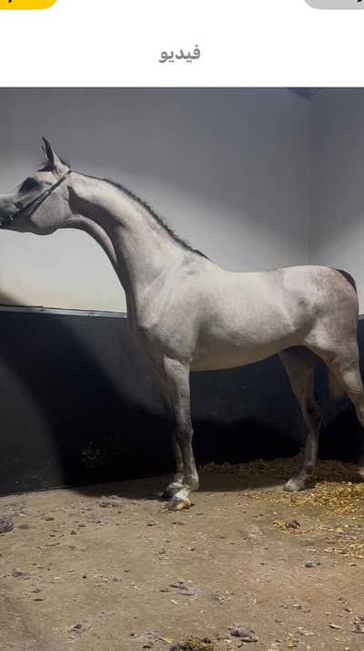 Pure arabic horses mare and stallion | horses | mare | Pure arabic