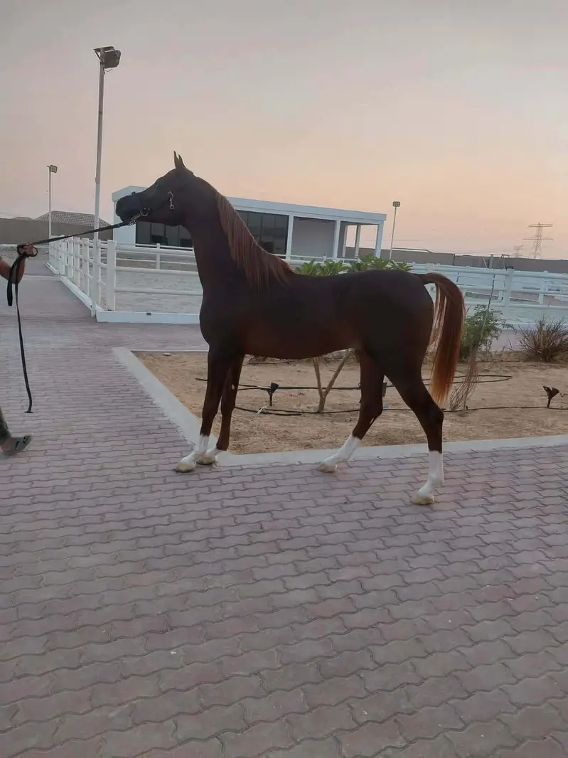 Pure arabic horses mare and stallion | horses | mare | Pure arabic — photo 2