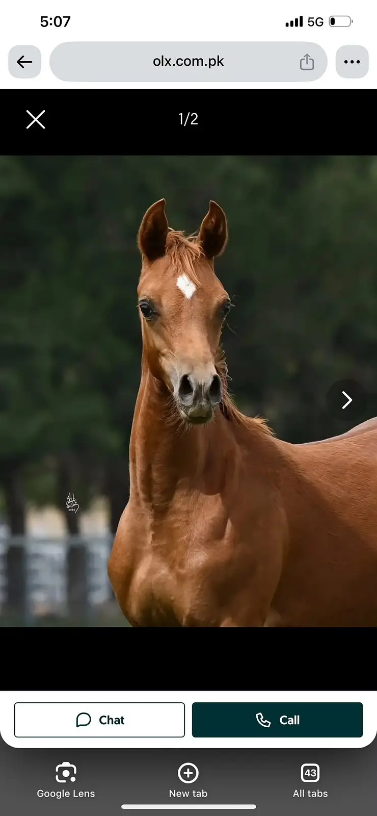 Pure arabic horses mare and stallion | horses | mare | Pure arabic — photo 3