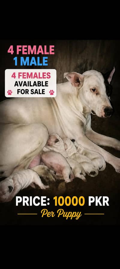 gulter pups for sale